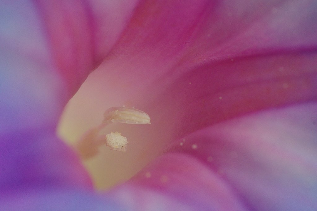 久しぶりのFA Macro 100