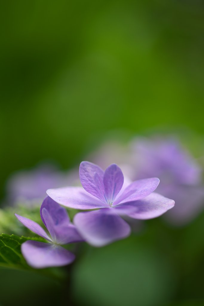 Makro-Planar 50mm F2 ZF