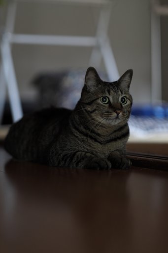 にゃんこ