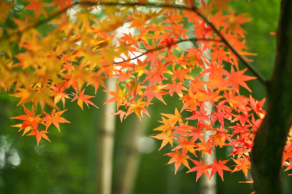 竹林の色見草