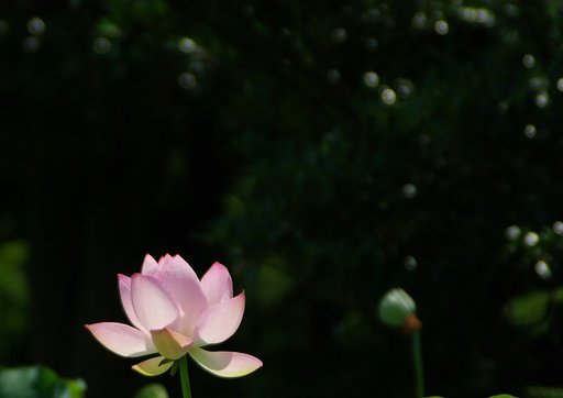 【暑】は影を誘う