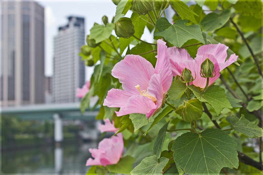 中之島に咲く芙蓉景