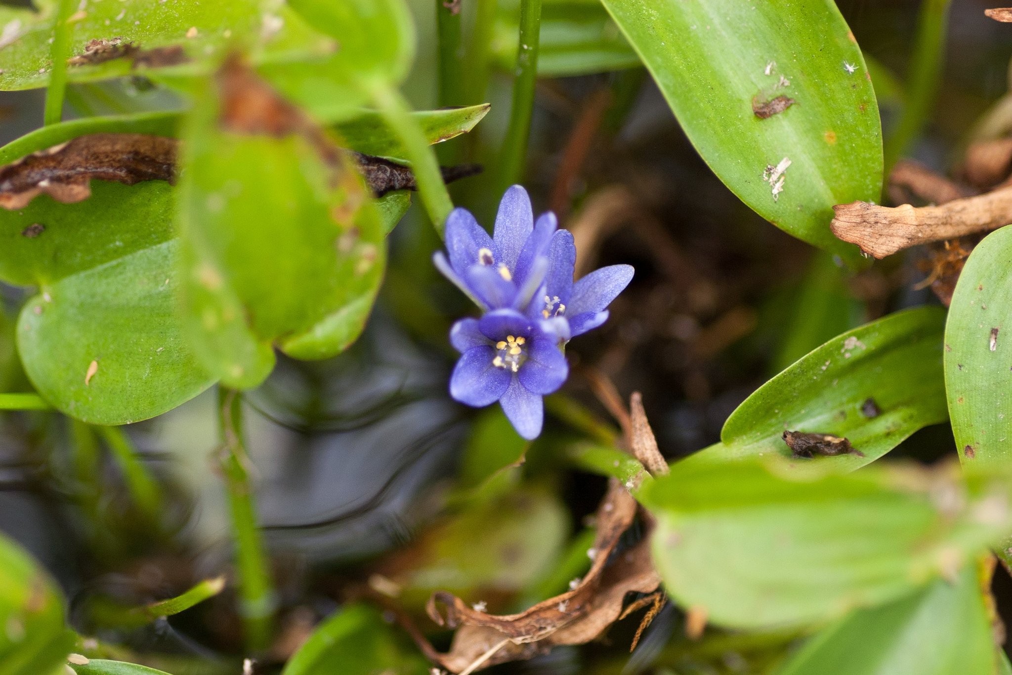 水田の雑草の花!