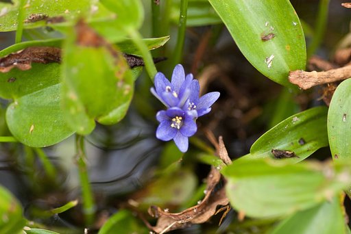 水田の雑草の花!