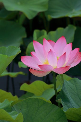【広がり】蓮開く