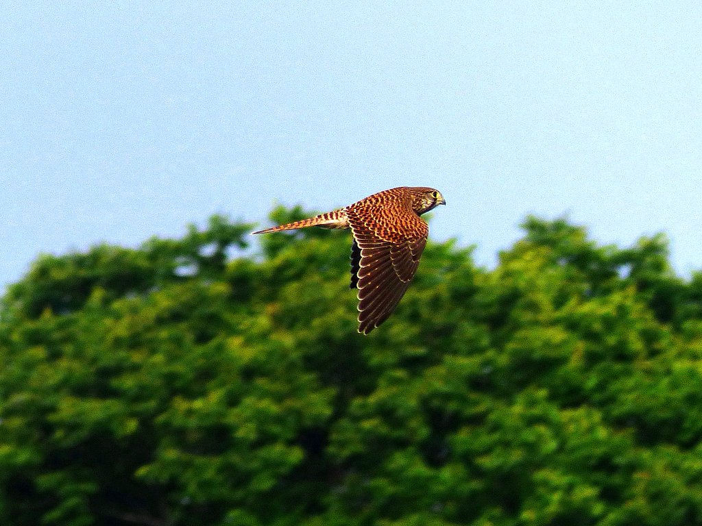 チョウゲンボウ