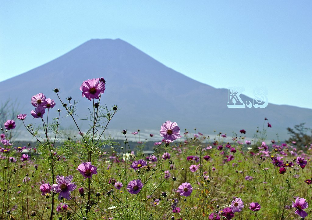 コスモスと富士山