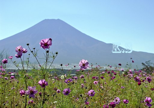 コスモスと富士山