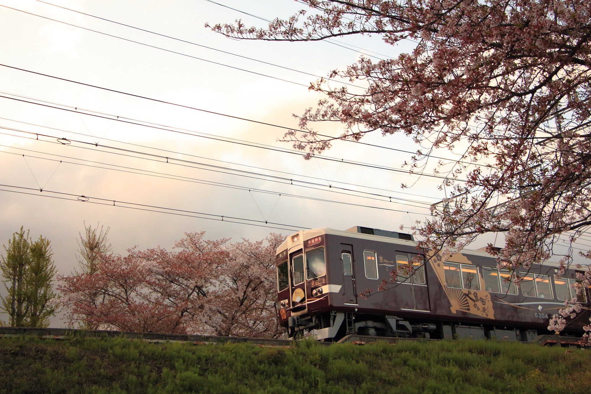 さくら列車