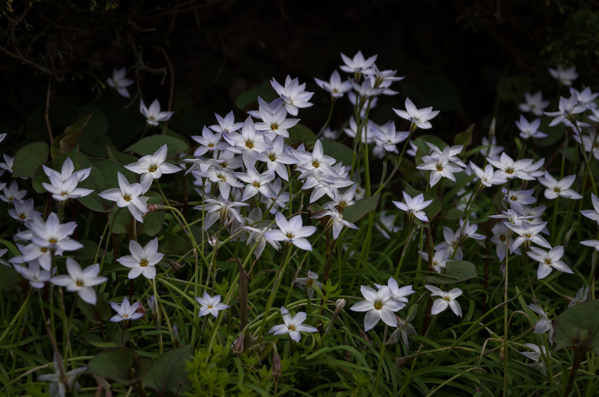 SIGMA 17-70mm F2.8-4 DC MACRO 