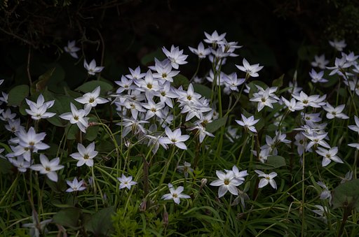 SIGMA 17-70mm F2.8-4 DC MACRO 