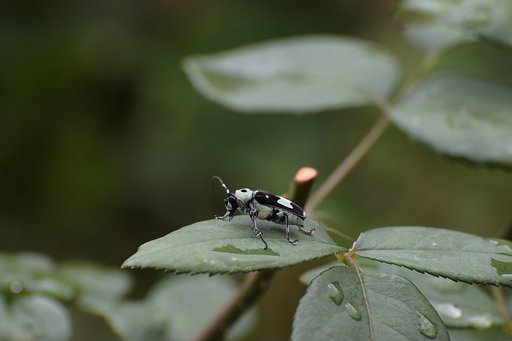 ラミーカミキリ