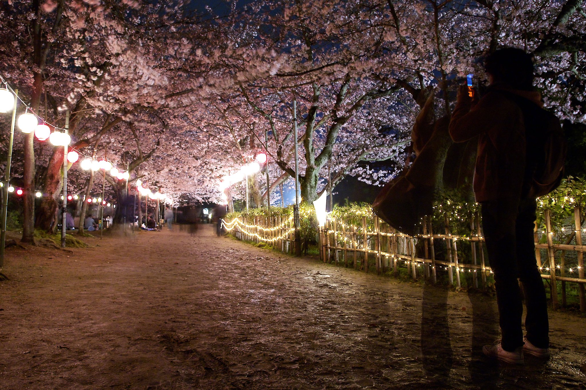 夜桜