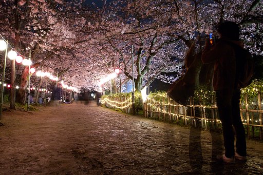 夜桜