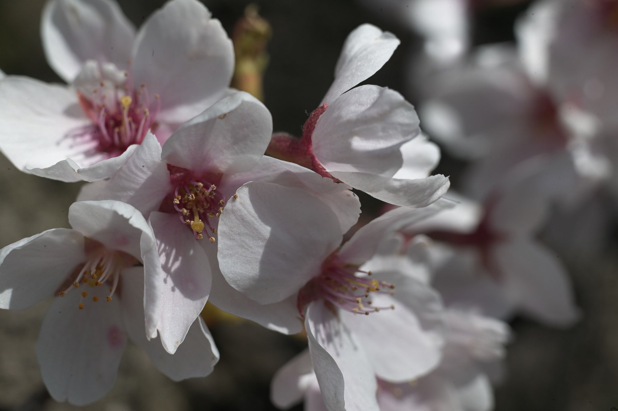 S-Planar 1:2.8 f=60mm