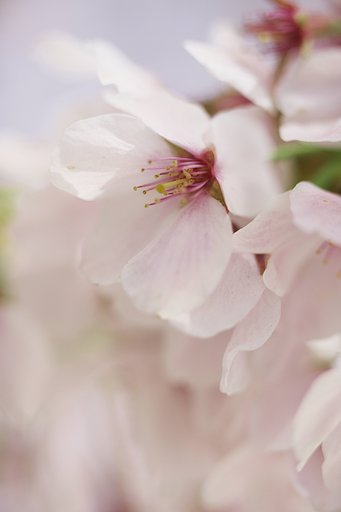 桜は北へ