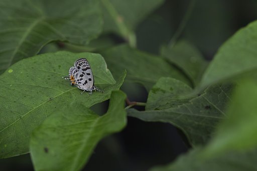 尾長3兄弟の二番手・・・
