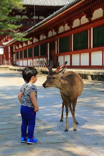 シカさんと、おはなししたよ