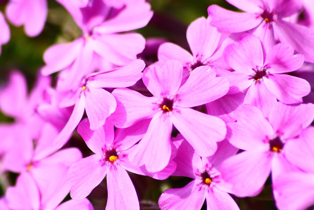 芝桜