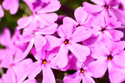 芝桜