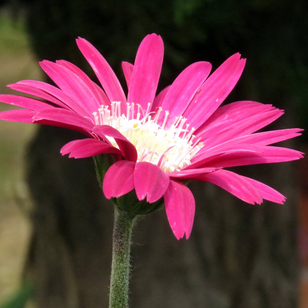 愛の花ガーべナ