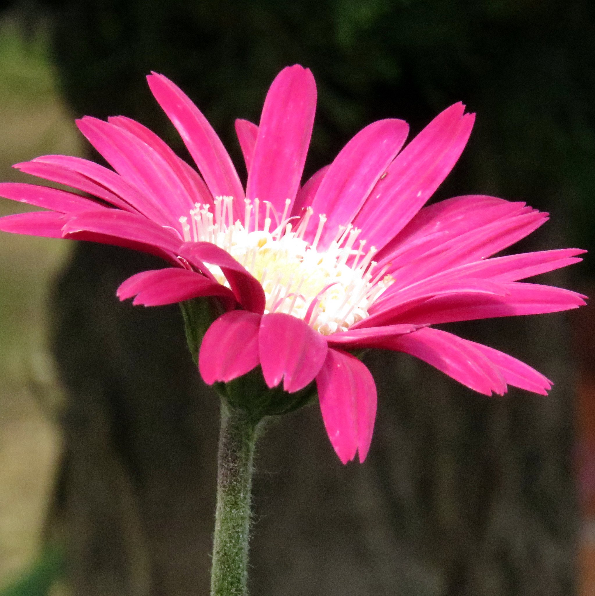 愛の花ガーべナ