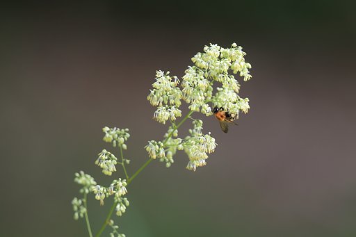 岩手にて：花粉集め