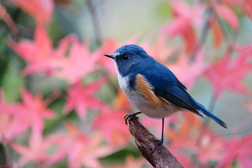 紅葉ルリビタキ♪