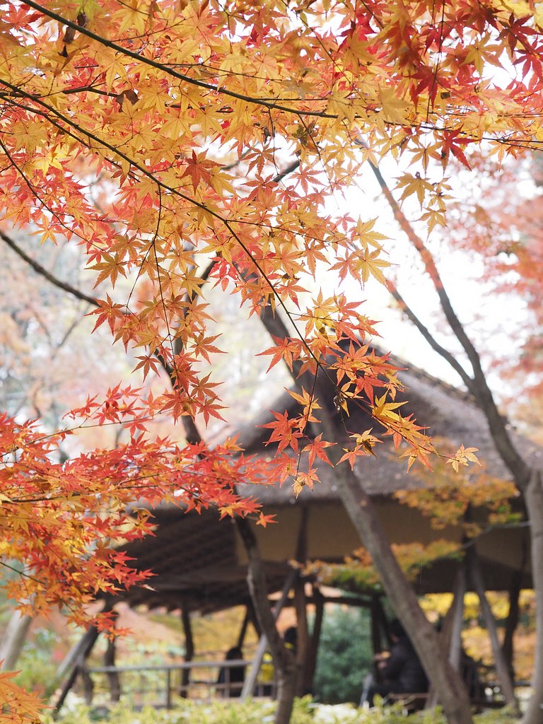 六義園～なごりの秋雨～