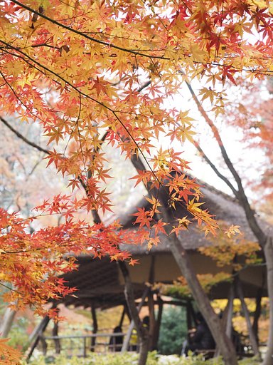 六義園～なごりの秋雨～