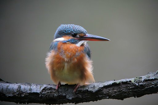 カワセミ♀
