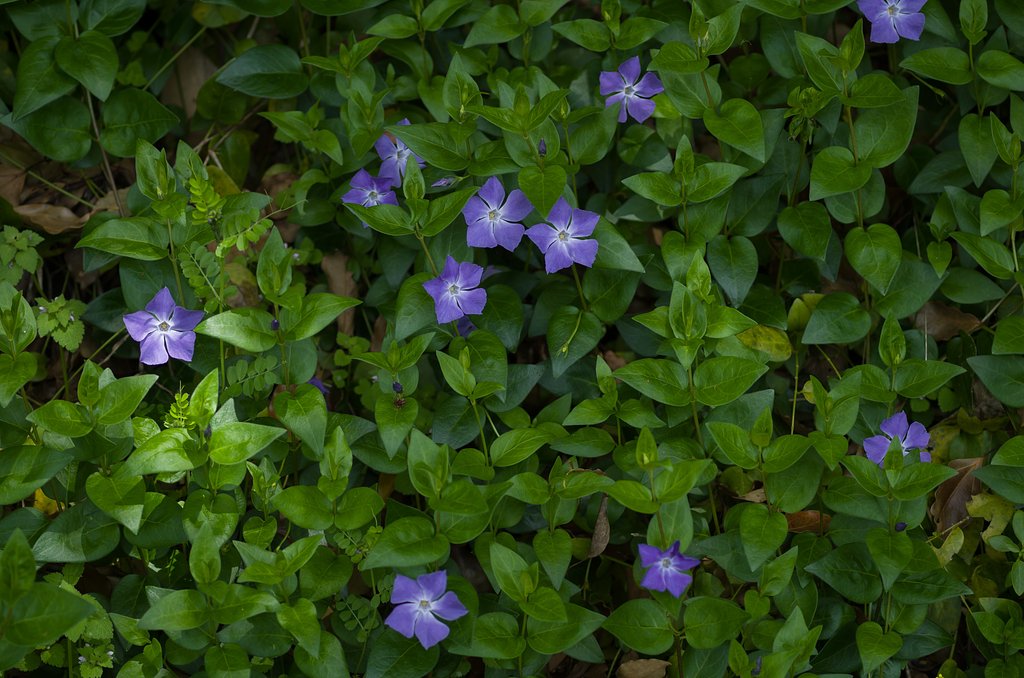 SIGMA MACRO 70mm F2.8 