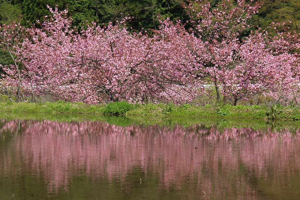 山奥の桜（横構図）