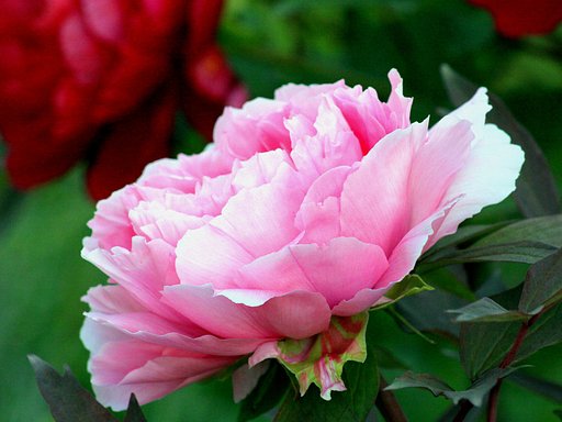 芍薬