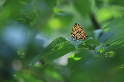 【今年の一枚】5月：森の妖精