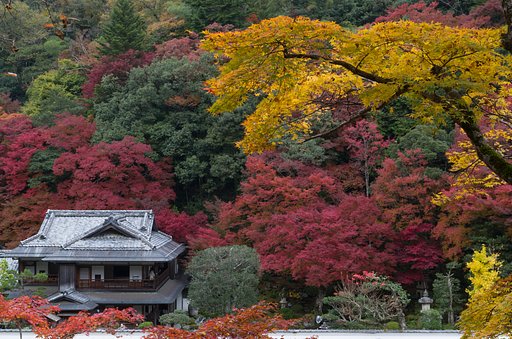 紅葉