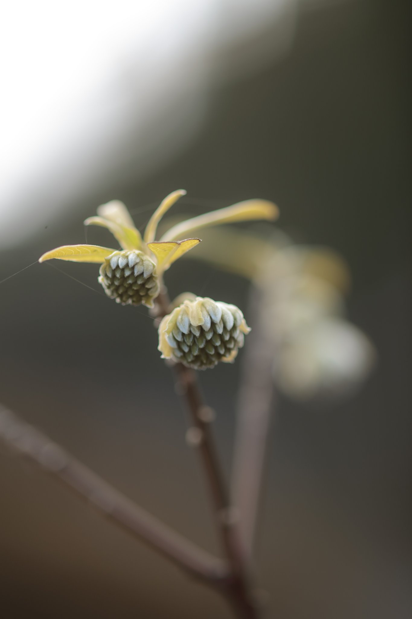 この時期　お花は？