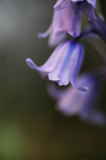 ツリガネズイセン