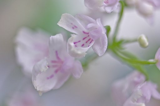【美学】 ささやかな山野草