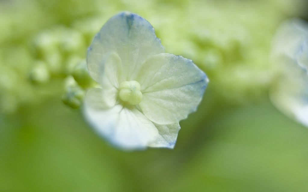 【美学】 紫陽花のビガク