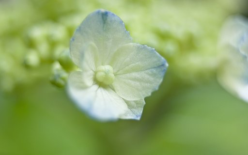 【美学】 紫陽花のビガク