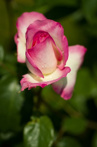 SIGMA MACRO 70mm F2.8 