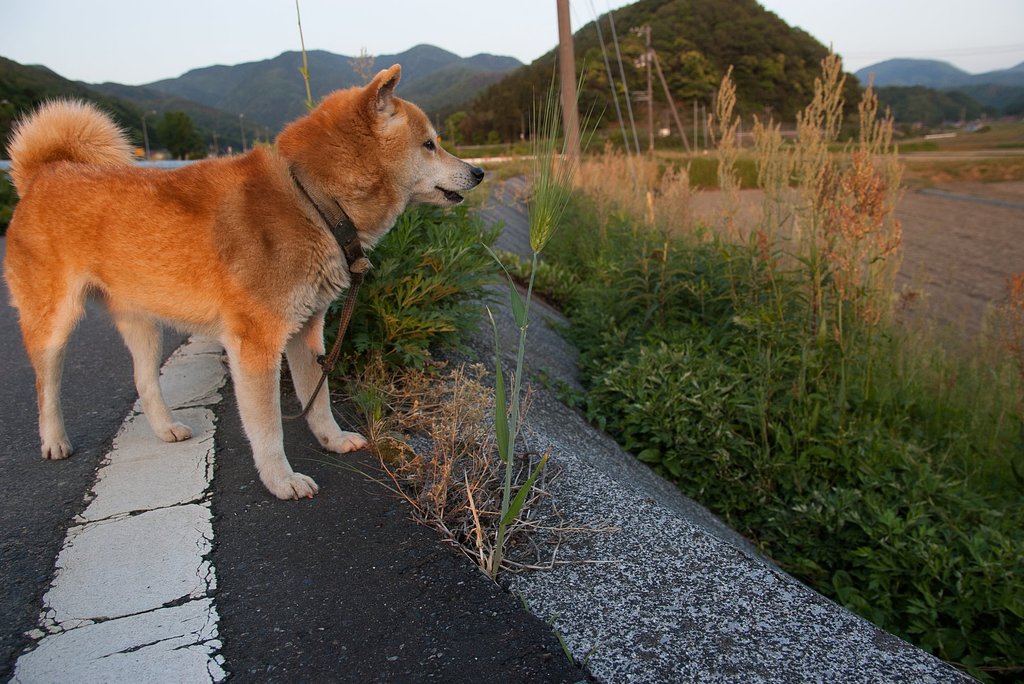 ど根性麦。