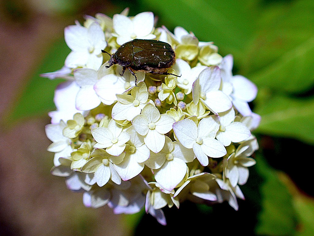 紫陽花の発撮り