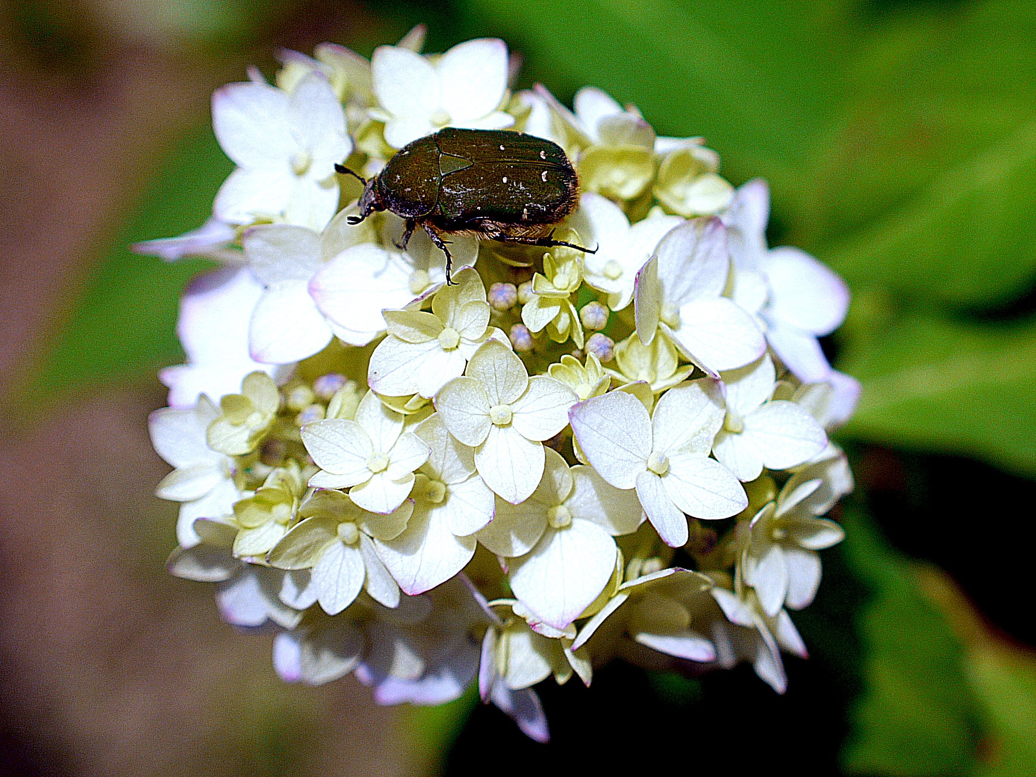紫陽花の発撮り
