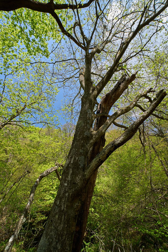 Distagon 18mm F3.5 ZF2