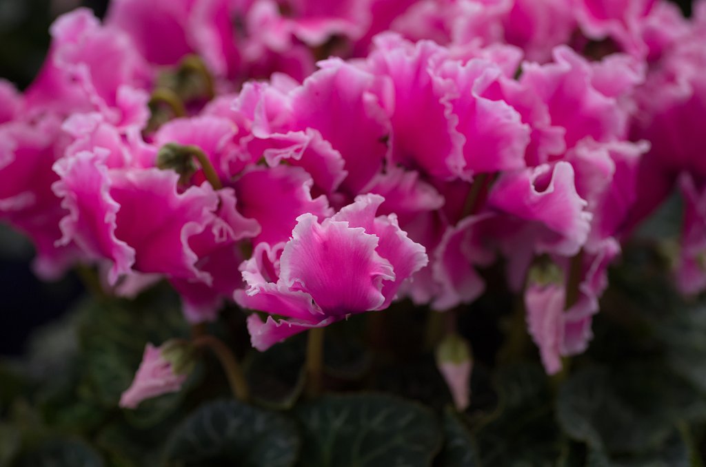 SIGMA MACRO 70mm F2.8 