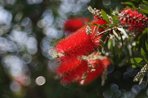 ブラシの木