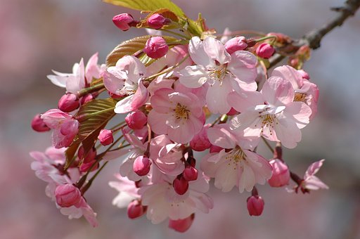 お気に入りの桜