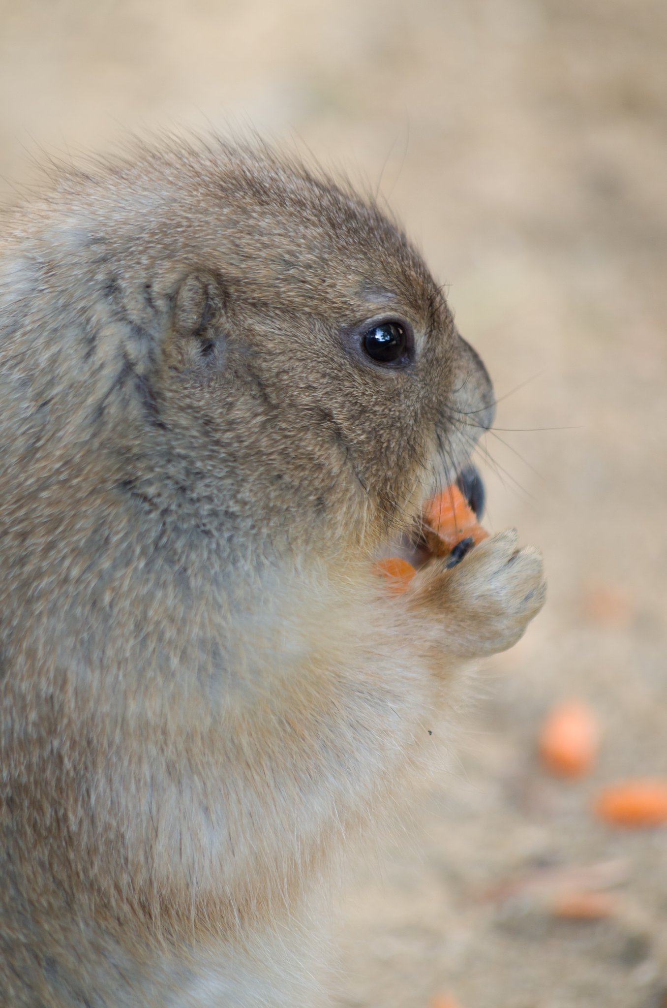 PENTAX-DA 55-300mm F4-5.8ED 